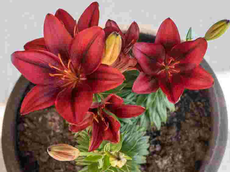 Посадіть лілії в горщики у січні: головне правило, яке гарантує проростання