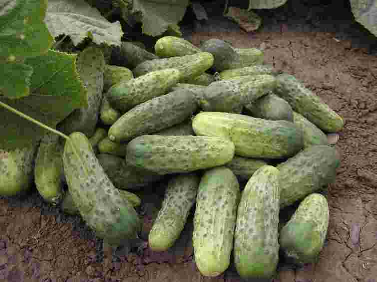 Хрумкі та максимально врожайні: які сорти огірків обрати для посіву у 2026 році