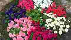 Квітнути будуть все літо: три однорічники, які варто висадити в саду у 2026 році