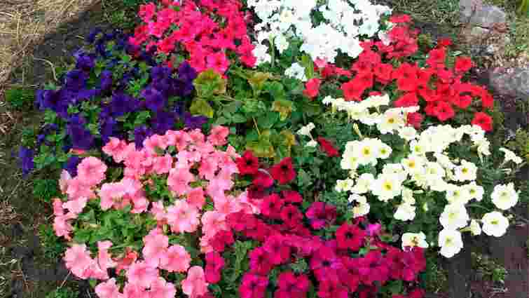 Квітнути будуть все літо: три однорічники, які варто висадити в саду у 2026 році