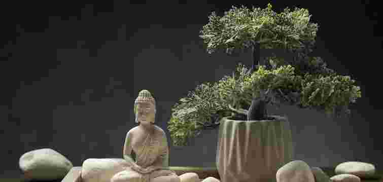 Бонсай для початківців: як правильно поливати, щоб не втратити цінне дерево