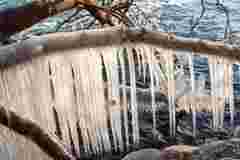 Коли допомога насправді шкодить: чому не можна збивати лід із дерев