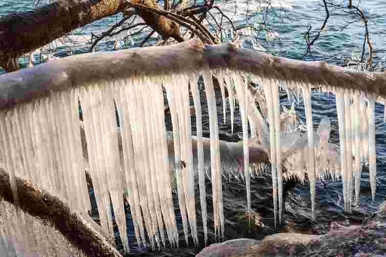 Коли допомога насправді шкодить: чому не можна збивати лід із дерев