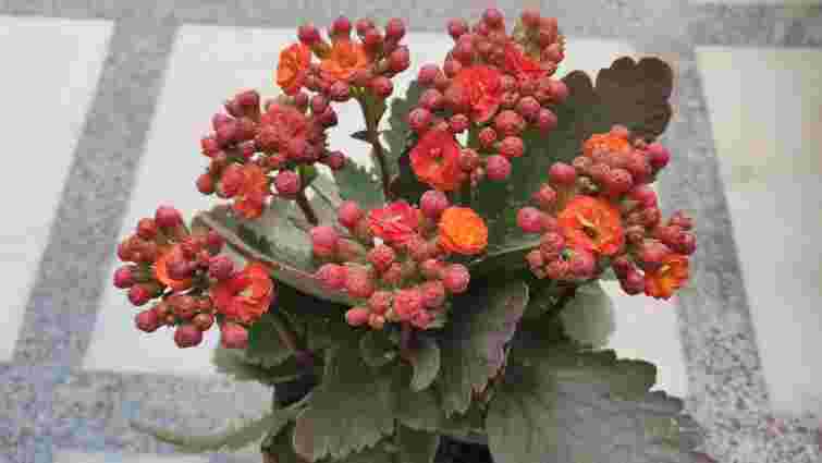 Секрет пишного цвітіння каланхое: що обов’язково треба зробити у січні