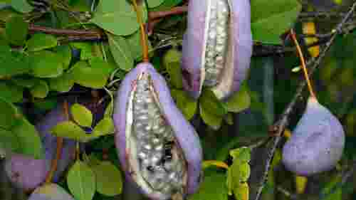 Ви захочете її посадити: шоколадна квітка з їстівними плодами, яка дивує садівників