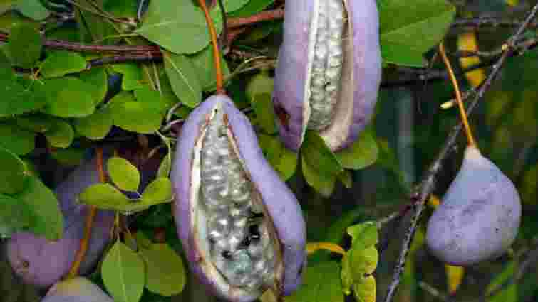 Ви захочете її посадити: шоколадна квітка з їстівними плодами, яка дивує садівників