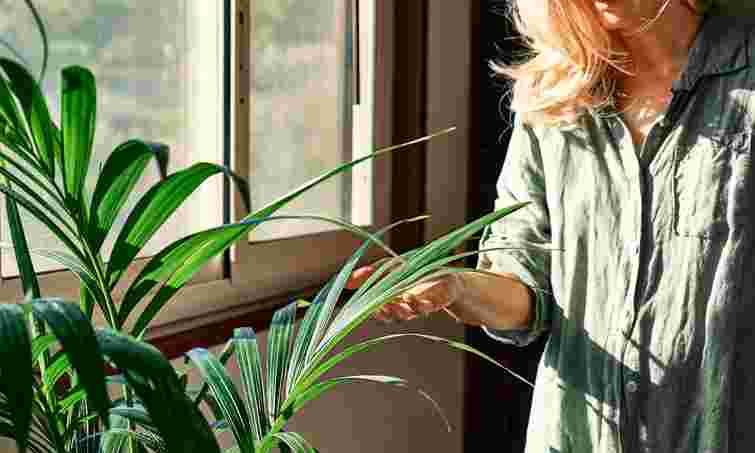 Січнева обрізка їм необхідна: 9 кімнатних рослин, які підуть у ріст навесні