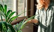 Січнева обрізка їм необхідна: 9 кімнатних рослин, які підуть у ріст навесні