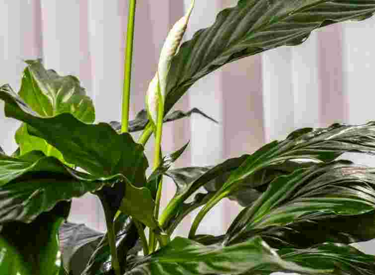 Це просто магія: 5 місць у домі, де спатифілум точно зацвіте