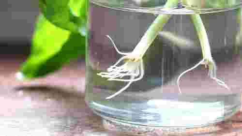 Без стимуляторів і хімії: два перевірені методи вкорінення живців