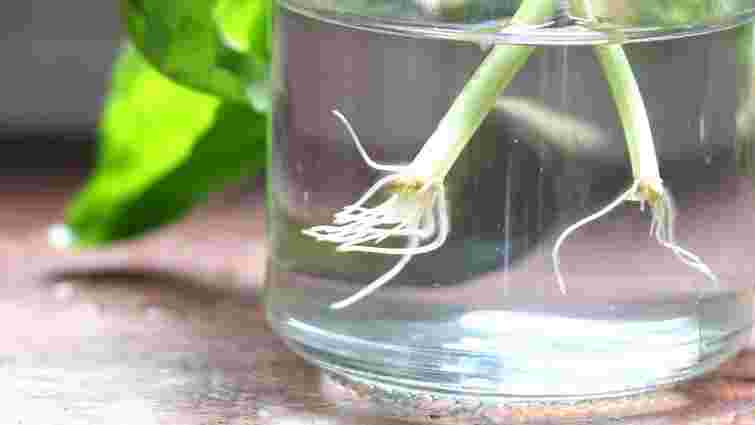 Без стимуляторів і хімії: два перевірені методи вкорінення живців