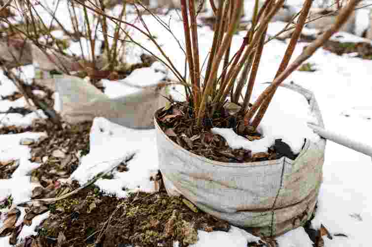 Ви зможете їх урятувати: як уберегти гортензії від лютих морозів