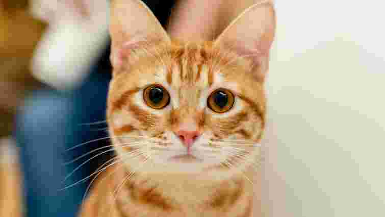 Зовсім не так, як ви думаєте: як кіт бачить та розпізнає вас серед інших людей