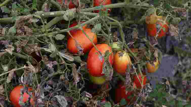 Небезпека у вашій теплиці: як новий вірус томату проникає навіть у стерильне середовище