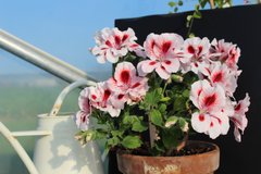 Як розбудити пеларгонію: важливі дії між зимою та весною