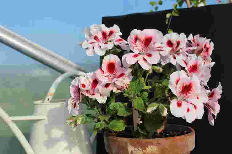 Як розбудити пеларгонію: важливі дії між зимою та весною