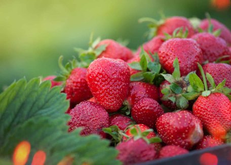 Великі та цукрові ягоди без зайвого клопоту: цей сорт полуниці підкорить 2026 рік