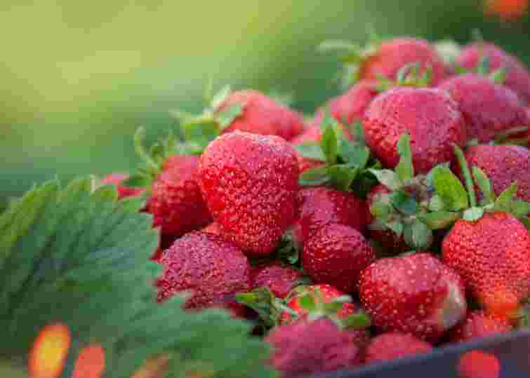 Великі та цукрові ягоди без зайвого клопоту: цей сорт полуниці підкорить 2026 рік