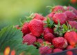 Великі та цукрові ягоди без зайвого клопоту: цей сорт полуниці підкорить 2026 рік