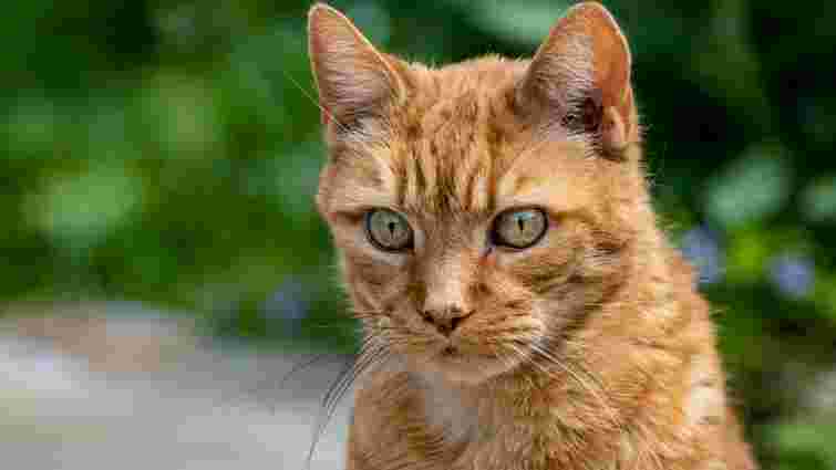 Чи справді руді коти – дивні: що каже наука про їхню поведінку