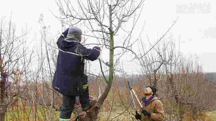 Січень вирішує долю врожаю: що зробити з яблунею просто зараз