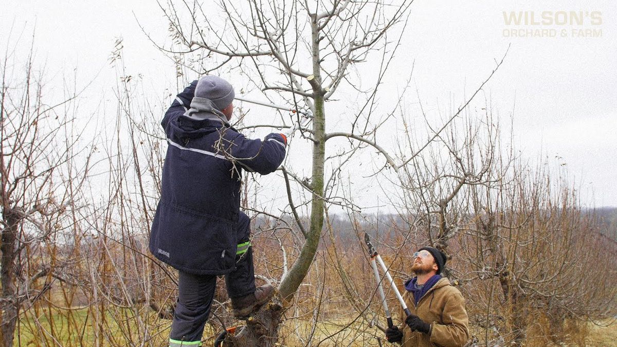 Січень вирішує долю врожаю: що зробити з яблунею просто зараз