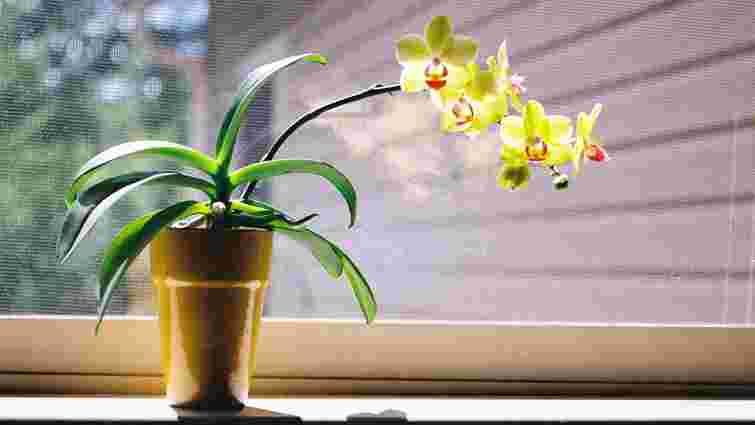 Орхідея пішла в «сплячку»: дві помилки, які блокують цвітіння
