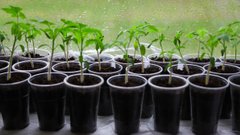 Починаємо садити розсаду: найкращі дні за посівним календарем на лютий 2026 року