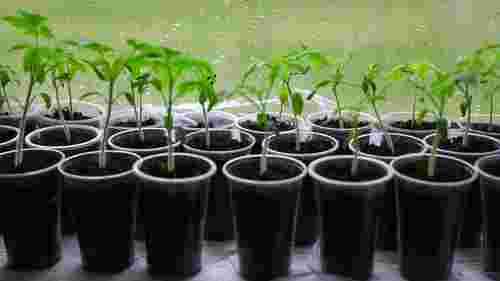 Починаємо садити розсаду: найкращі дні за посівним календарем на лютий 2026 року