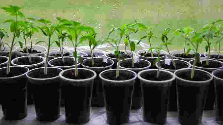 Починаємо садити розсаду: найкращі дні за посівним календарем на лютий 2026 року