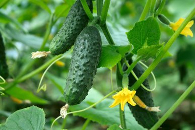 Скільки років поспіль можна вирощувати огірки й помідори на одній і тій самій грядці
