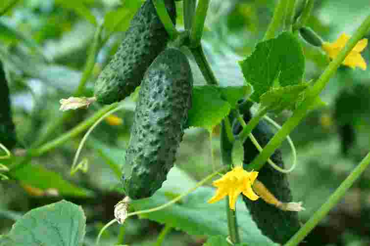 Скільки років поспіль можна вирощувати огірки й помідори на одній і тій самій грядці
