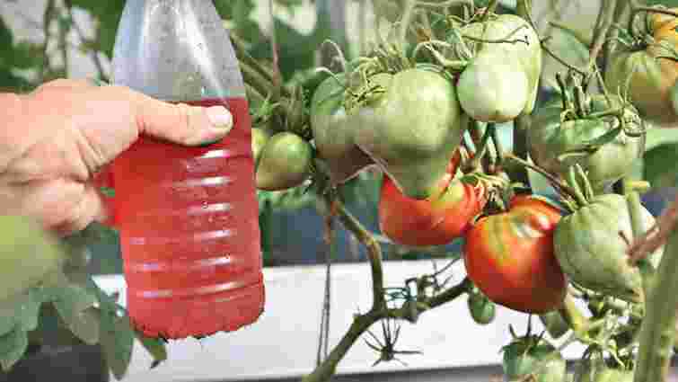 Без них врожаю не чекайте: які три добрива варто застосувати на городі і в саду