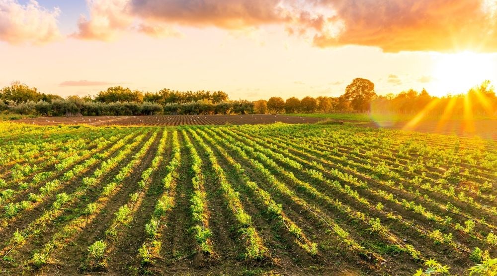 Точне землеробство одразу дає результати / Фото Shutterstock