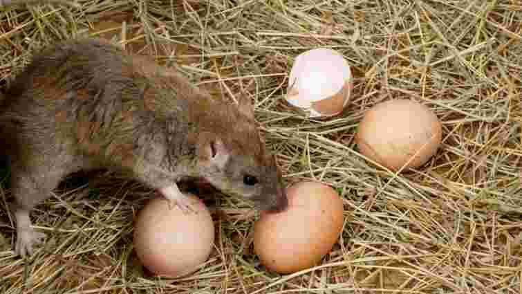 Миші та щури покинуть курник і сарай назавжди: лиш розсипте ці трави