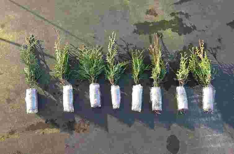 Це найлегший спосіб розмножити тую: 9 кроків живцювання