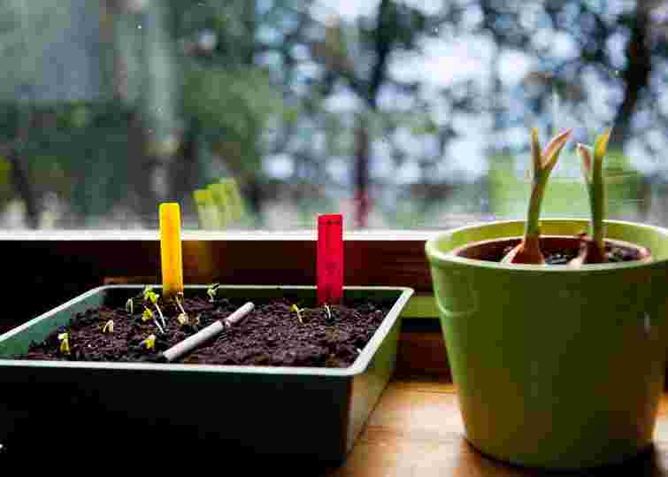 Обов’язково зробіть це на городі в лютому: 10 кроків до щедрого врожаю