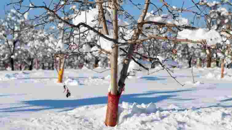 Снігозатримання простими методами: як це врятує ваш сад і город