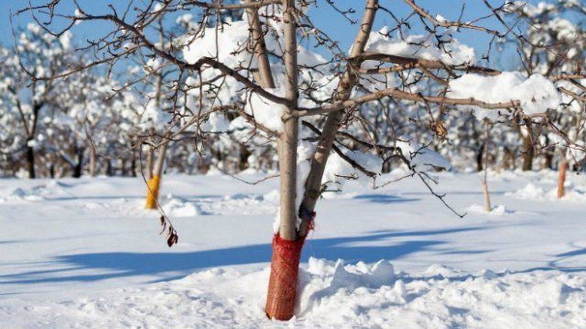 Снігозатримання простими методами: як це врятує ваш сад і город