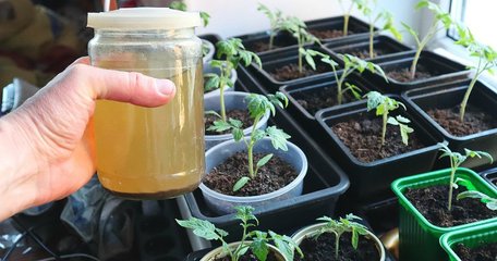 Розсада помідорів більше не буде витягуватися: чим її слід поливати