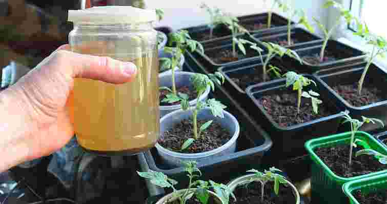 Розсада помідорів більше не буде витягуватися: чим її слід поливати