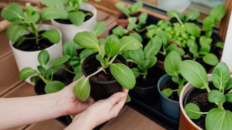 Не витрачайте гроші дарма: 8 рослин, розсаду яких не варто купувати