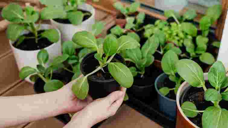 Не витрачайте гроші дарма: 8 рослин, розсаду яких не варто купувати