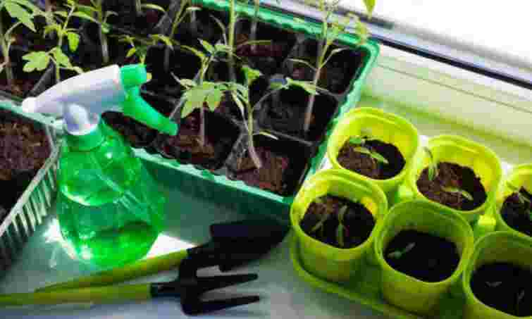 Отримаєте міцні сіянці: яка схема посіву розсади помідорів зекономить місце і нерви