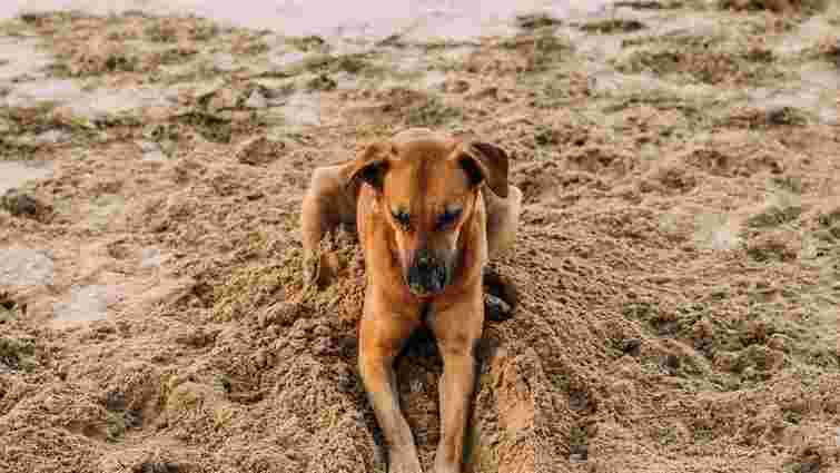 Мисливець з Кременця уник покарання за вбивство пса поруч із дитячим майданчиком