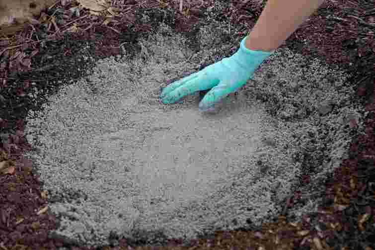 Ніколи не сипте попіл під ці рослини: 7 культур, які гинуть у лужному ґрунті