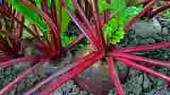 Без кислинки й водянистості: 3 сорти буряків для стабільного врожаю у 2026 році