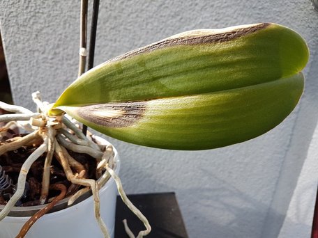 Може обмерзнути навіть вдома: як врятувати орхідею після переохолодження