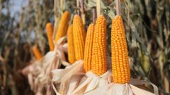 Ціни на українську кукурудзу зросли через низьку пропозицію