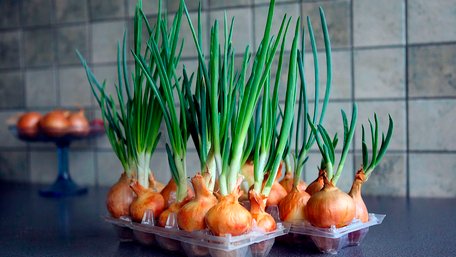 Без горщиків, землі та безладу: як виростити зелену цибулю на підвіконні